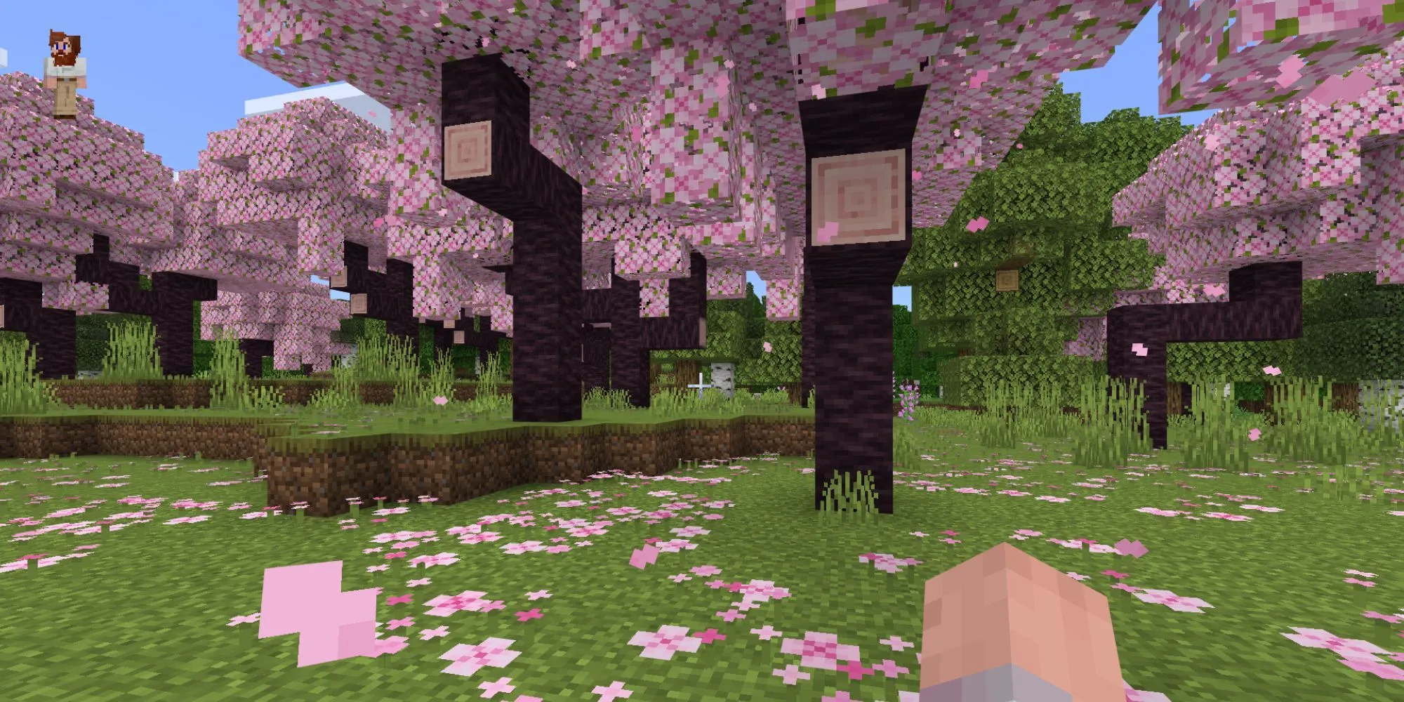 Khu rừng hoa anh đào trong Minecraft với nhân vật người chơi